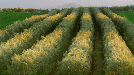 le stagioni dell'olivo: la raccolta